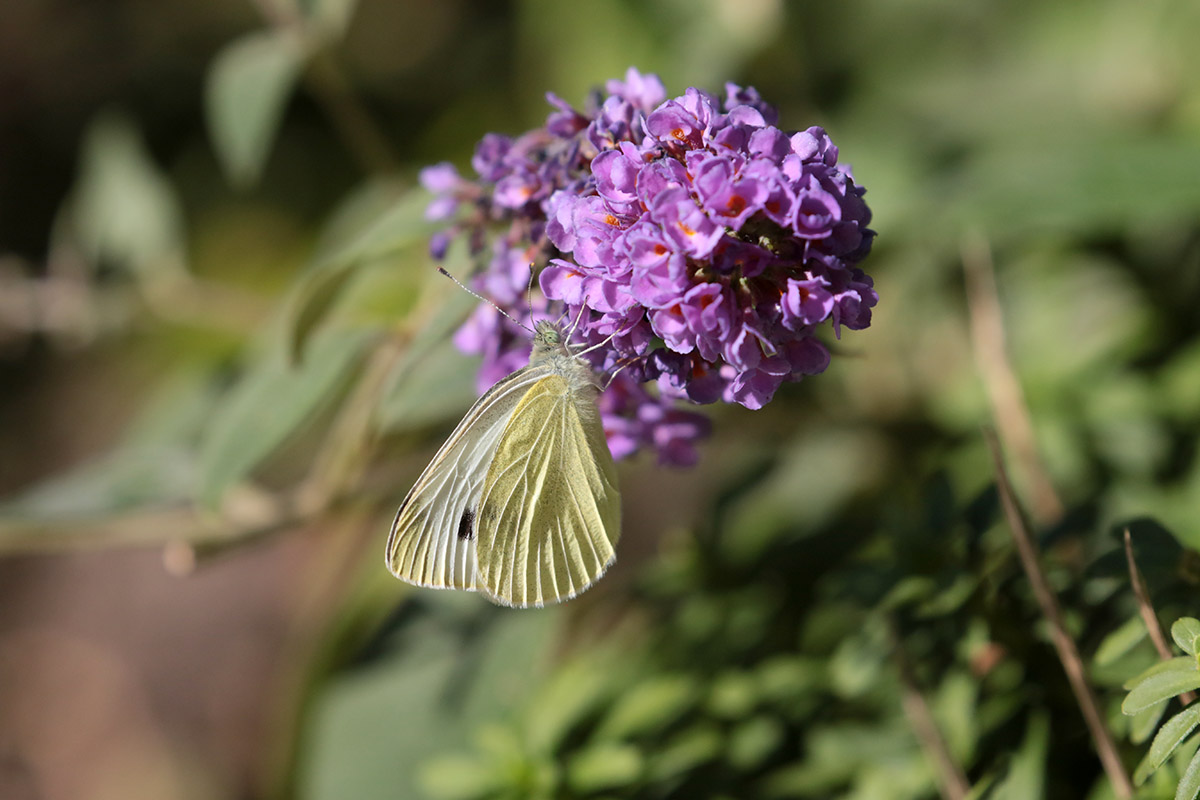 Klein Koolwitje in tuin in Ridderkerk